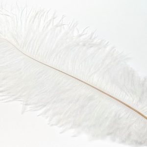 Plume d'autruche 25-30cm